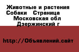 Животные и растения Собаки - Страница 18 . Московская обл.,Дзержинский г.